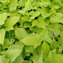 绿化金叶薯-西藏绿化-古润园林