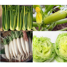 季节蔬菜*公司-金土地蔬菜代收中介-西藏季节蔬菜*