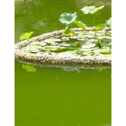 水产养殖鱼塘绿藻怎么办-鱼塘绿藻怎么办-艾立特*