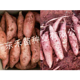 红薯种苗那家好-禾苗种业(在线咨询)-开封红薯种苗