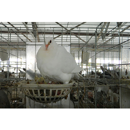 中鹏农牧种鸽基地(图)-种鸽售价-河南种鸽