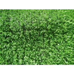 绿化带草坪网-吉安草坪网-巨东化纤绳网定制加工(查看)