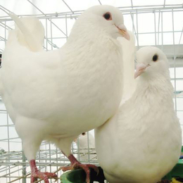 肉鸽利润-宜春肉鸽-兴利动物租赁常年供应