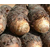 供应荔浦芋种和香芋种*场 广西槟榔芋种简介缩略图2