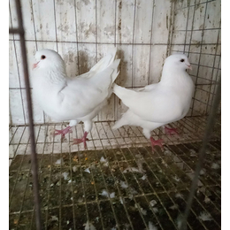 现代化养殖鸽子技术培训电话-天明-喀什养殖鸽子技术培训电话