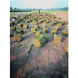 马尼拉草草卷供应-绿苑园林工程(在线咨询)-黄冈马尼拉草卷