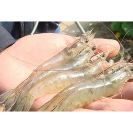 淡水虾养殖-广安淡水虾-鑫世源水产