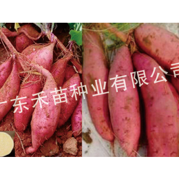 红薯种苗脱毒-禾苗种业红薯种苗-乌兰察布脱毒红薯种苗