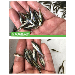 广州加州鲈鱼苗-活泼水产欢迎咨询-广州加州鲈鱼苗费用