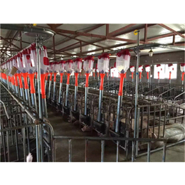 南充自动养猪料线-牧鑫养殖设备零中间商-自动养猪料线生产厂家