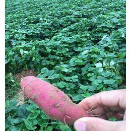 滨州红薯育苗技术电话-太胜红薯育苗-新品种红薯育苗技术电话