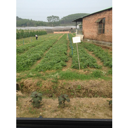 从化蔬菜配送-碧溪餐饮管理-从化蔬菜配送环保