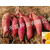 脱毒普薯32种哪里有-宜春普薯32种-禾苗种业脱毒红薯种苗缩略图1