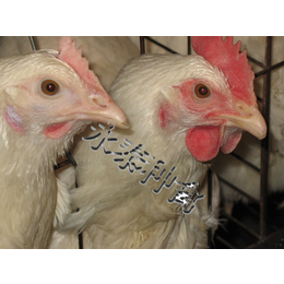 永泰种禽(图)-种鸡养殖场-晋城种鸡