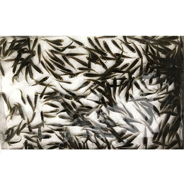 活泼水产实在(图)-养殖加州鲈鱼苗价格-加州鲈鱼苗价格