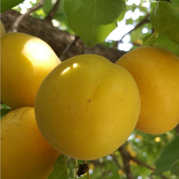 供应杏树苗品种香蜜杏