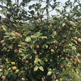 油茶苗圃基地油茶树(图)-油茶树苗基地-无锡油茶树苗