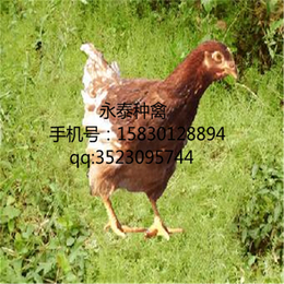 永泰种禽公司-黄冈蛋鸡-养殖蛋鸡