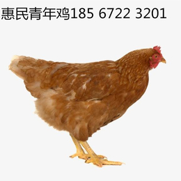 惠民禽业海兰褐青年鸡鸡场直发 60日龄海兰褐青年鸡超低价