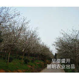 桃花灌木种植商-河北桃花灌木- 常德智明农业(查看)