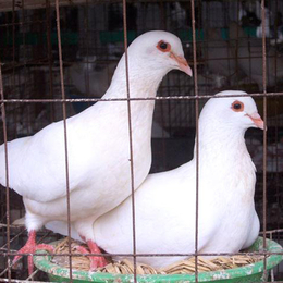 肉鸽养殖技术-达州肉鸽-兴利动物租赁常年供应