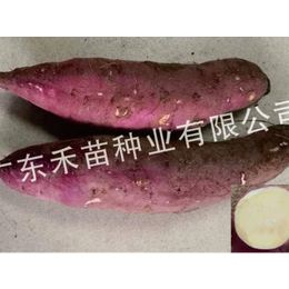 脱毒红薯种苗制作-乌海脱毒红薯种苗-禾苗种业脱毒红薯种苗