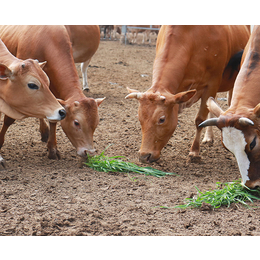 西门塔尔犊牛出售-池州畜源牧业(在线咨询)-南阳犊牛出售