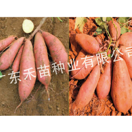 红薯种苗-禾苗种业红薯种培育-高产红薯种苗