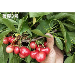 泰安传利苗木(在线咨询)-大樱桃树-大樱桃树新品种