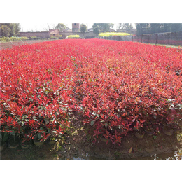 上海红叶石楠-金华好彩苗木规格齐全-10公分红叶石楠树
