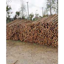 杉木桩-上海杉木桩-小查木业