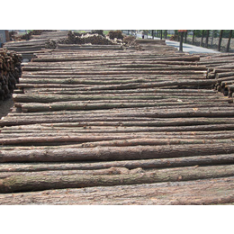杨氏木业杉木桩价格(图)-打桩木多少钱一米-打桩木
