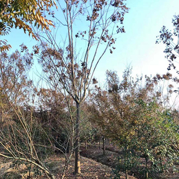 黄山栾树价格基地-地之缘苗木种植园(在线咨询)-上海黄山栾树