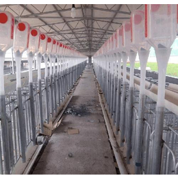 料塔料线全自动料线猪场养殖设备自动化料线料塔热镀锌板饲料料塔