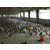 北京商品鸽-山东中鹏农牧种鸽养殖-商品鸽市场价缩略图1