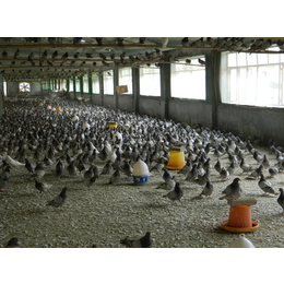 北京商品鸽-山东中鹏农牧种鸽养殖-商品鸽市场价