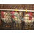 种鸡养殖-永泰种禽-长治种鸡缩略图1