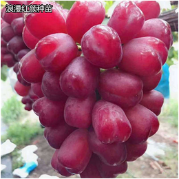 温州红宝石红柚-红宝石红柚出售-仙蜜果(推荐商家)