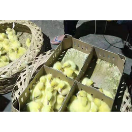 昆明霍尔多巴吉鹅批发市场-霍尔多巴吉鹅-云南兄弟联盟禽业