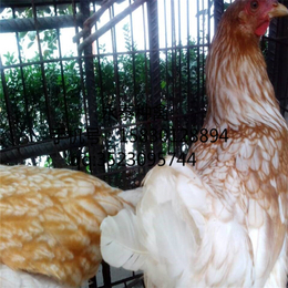 蛋鸡养殖-蛋鸡-永泰种禽厂