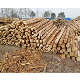杉木桩厂家-常州杉木桩-宏文木业