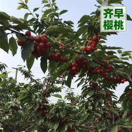 矮化大樱桃树-泰安传利家庭农场-矮化大樱桃树多少钱一颗