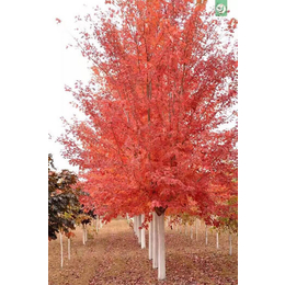 10公分美国红枫报价-美国红枫-志森园林绿化