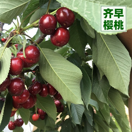 甘肃9公分樱桃树-泰安传利家庭农场-9公分樱桃树价格
