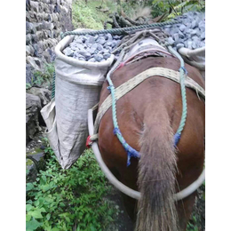 骡马运输哪家好-铜陵爱年骡马运输(在线咨询)-温州骡马运输