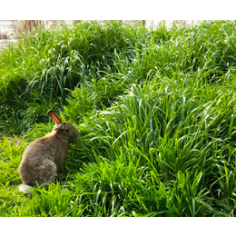 杂交野兔养殖加盟-宏盛养兔厂(在线咨询)-潜江杂交野兔