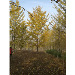北京银杏树价格-米径20公分银杏树价格-文雅银杏(推荐商家)