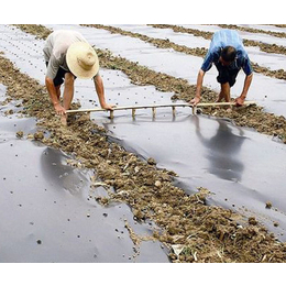 西瓜用银黑地膜供应商-西瓜用银黑地膜-茂名生利塑料制品