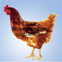 永泰种禽(图)-蛋鸡养殖场-黔东南苗族蛋鸡