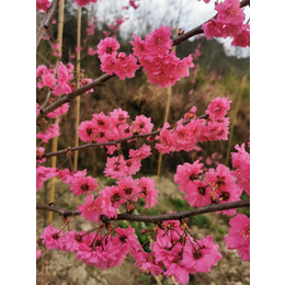 江西悟美森态高盆樱2020年樱花新品种春节期间满树